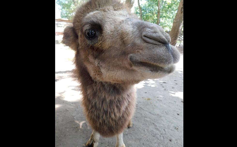 New Baby Camel at Cape May Zoo