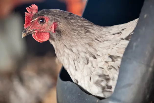 Meet Rosebud, South Jersey&#8217;s Therapy Chicken in Cherry Hill