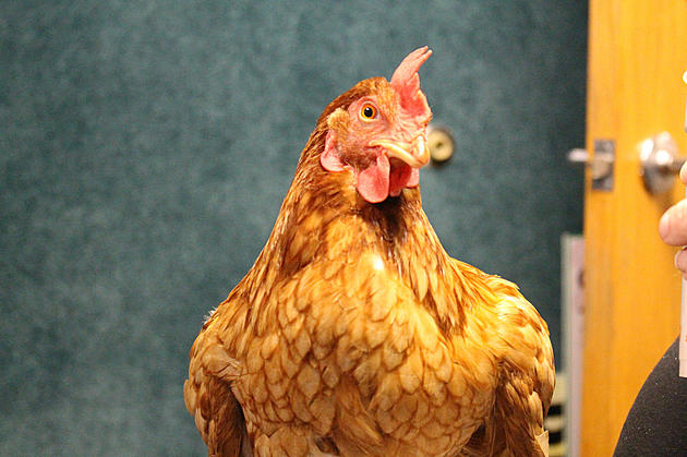 Haddon Township&#8217;s Therapy Chicken, Rosebud, Stops by The Mike Show