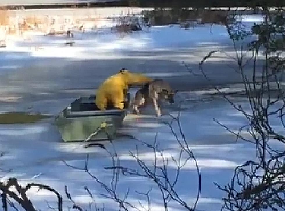 Watch Rescue of German Sheppard From Ice in Mullica Township