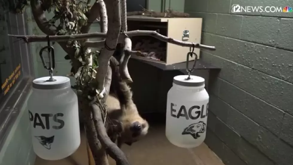 Sloth Picks the Eagles to Win the Super Bowl [VIDEO]