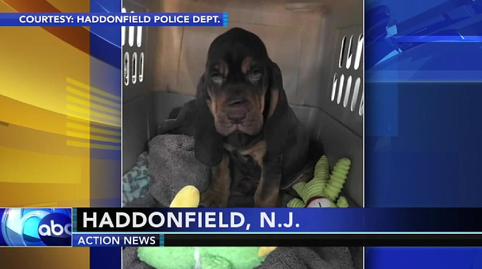 Haddonfield Police Welcome First Ever K-9 Officer [VIDEO]