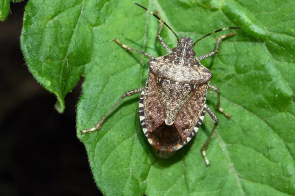 Polar Vortex Silver Lining, No More Stink Bugs