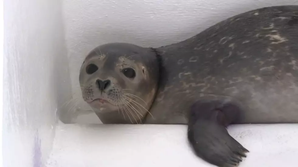 Stranded Seals Being Nursed Back to Health in Brigantine [VIDEO]