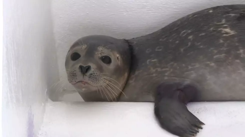 Stranded Seals Being Nursed Back to Health in Brigantine