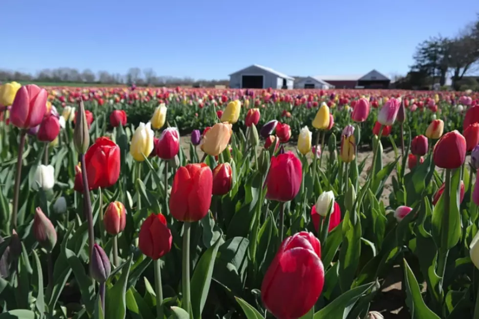 Experience Holland Tulips Right Here in New Jersey
