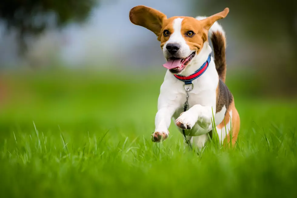 Dog Owners Warned About Tennis Balls with Razor Blades