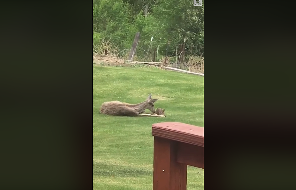 Watch a Deer and Rabbit Playing Together in a Real-Life Bambi &#038; Thumper Moment [VIDEO]