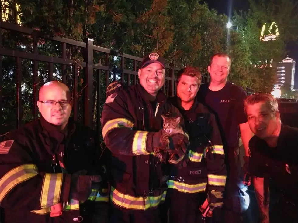 Atlantic City Firefighters Rescue Cat Stuck in Drain Pipe