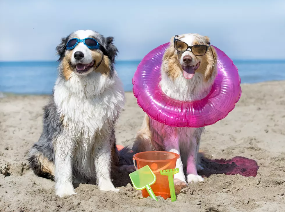 Show Off Your Dog Having Fun in the Sun for Our Photo Contest!