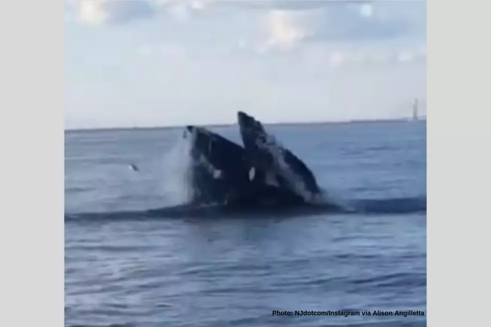 Boaters Encounter Whales Off Jersey Coast, Capture Breathtaking Footage
