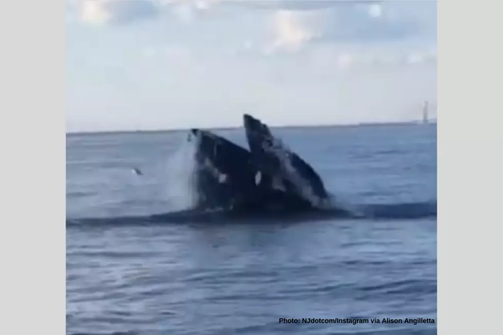 Father & Son Captured Insane Whale Encounter On Video off Sea Isle City