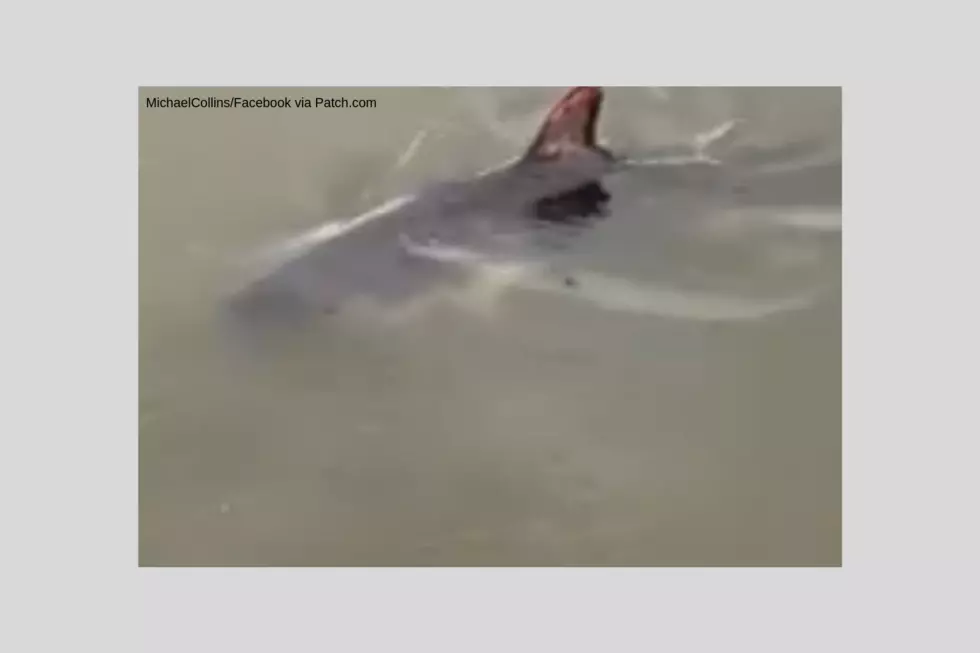 Shark Found Swimming in New Jersey Lake