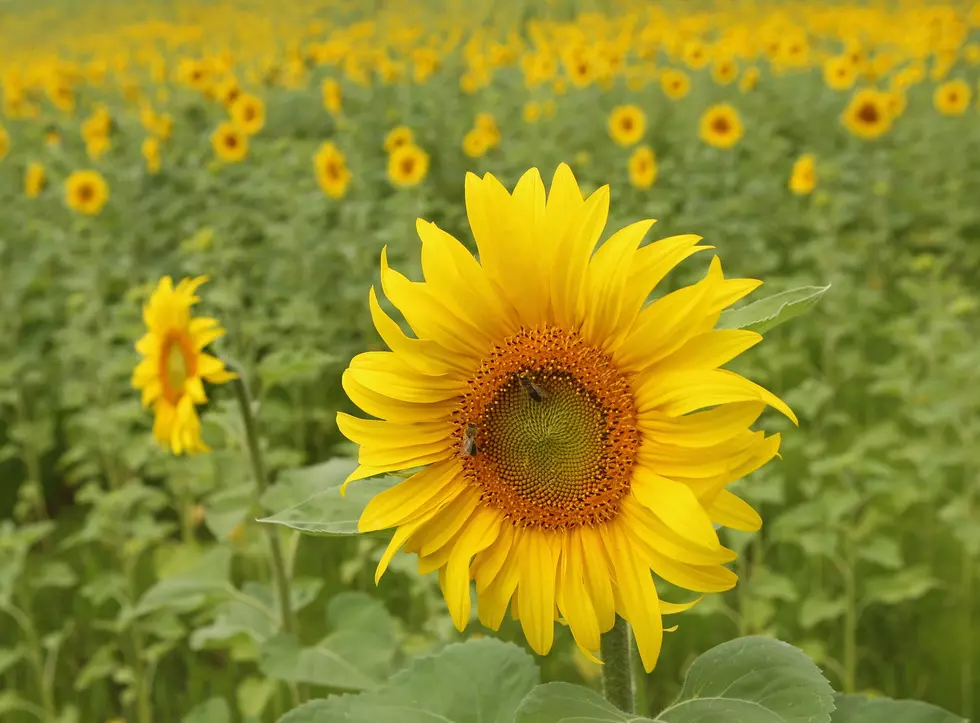 Walk Among 50 Acres of Sunflowers at This New Jersey Farm