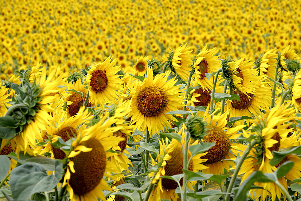 Forget Corn Mazes, Check Out New Jersey&#8217;s Sunflower Maze