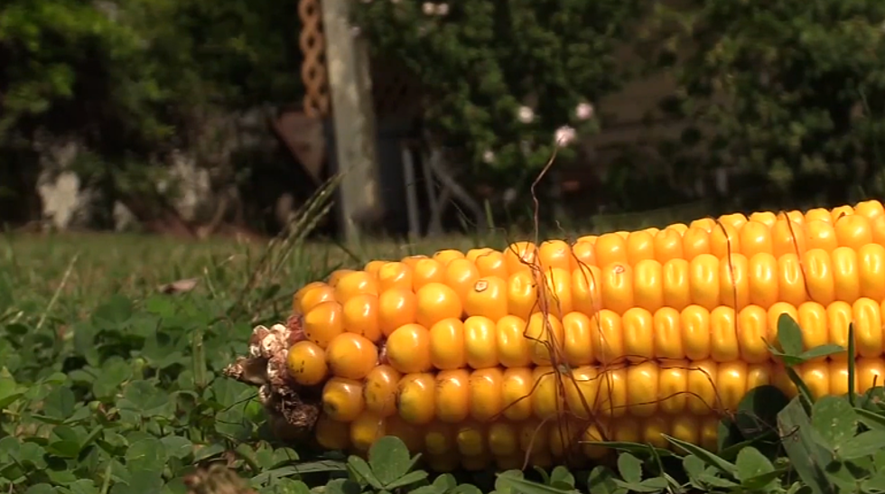 South Jersey Man Accidentally Set Record for Largest Corn Stalk