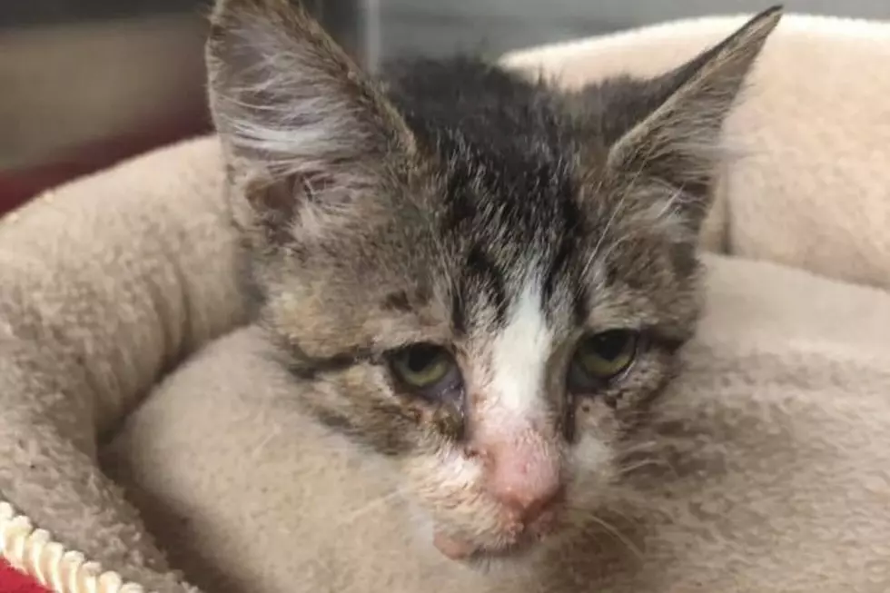 Ocean County Kitten Abused – Tossed and Kicked By Kids