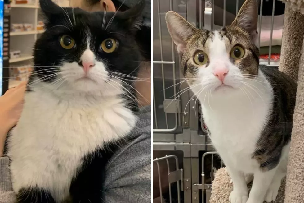 Meet Heather DeLuca’s New Rescue Cats