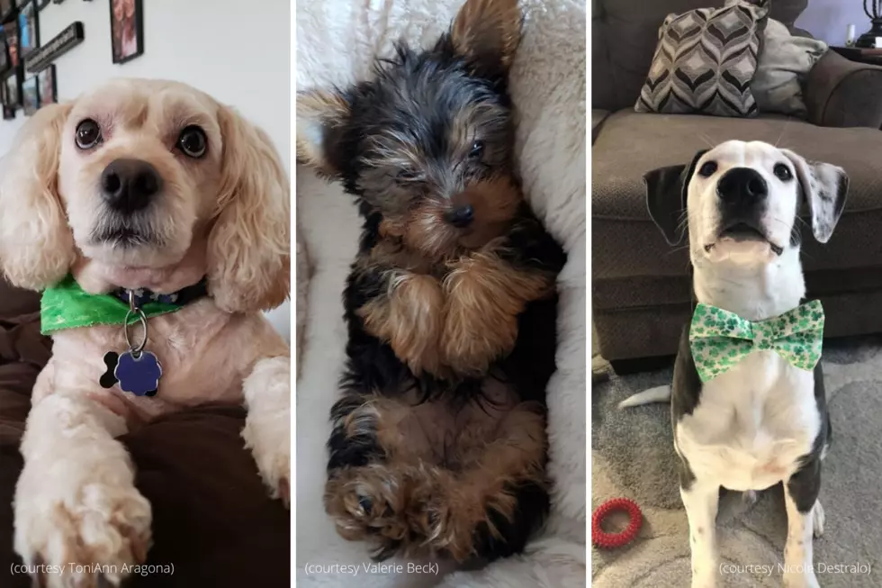 South Jersey Puppies Chillin’ on National Puppy Day