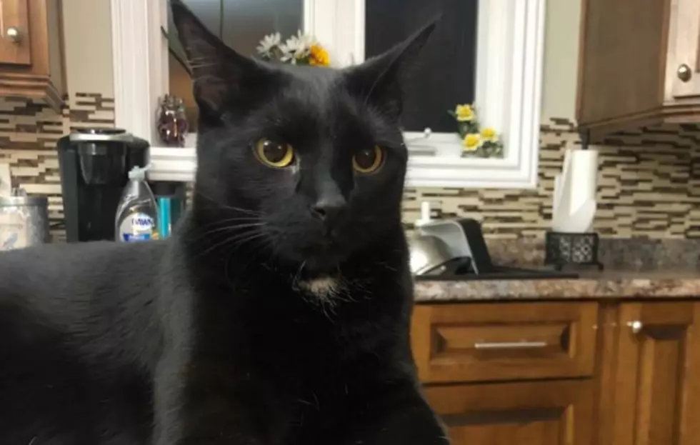 House Cat Saves Family from Slow Cooker Fire