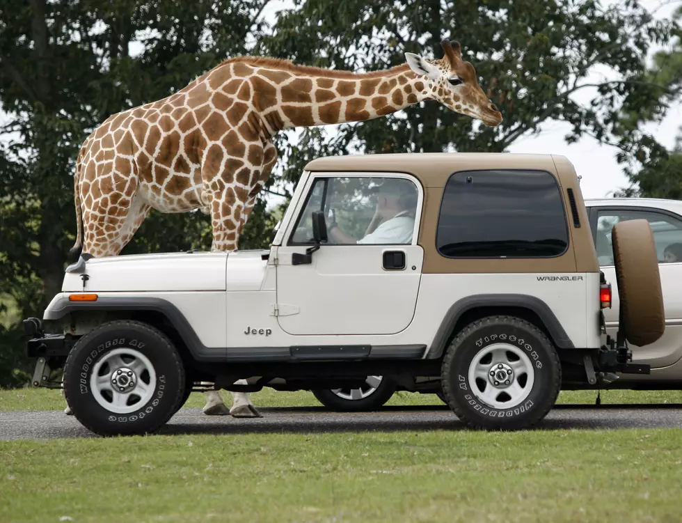 Six Flags Great Adventure Will Reopen Drive-thru Safari Experience