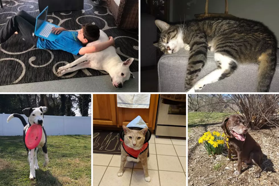 South Jersey Pet Owners Share Photos of Their Rescued Cats and Dogs on National Adopt a Shelter Pet Day