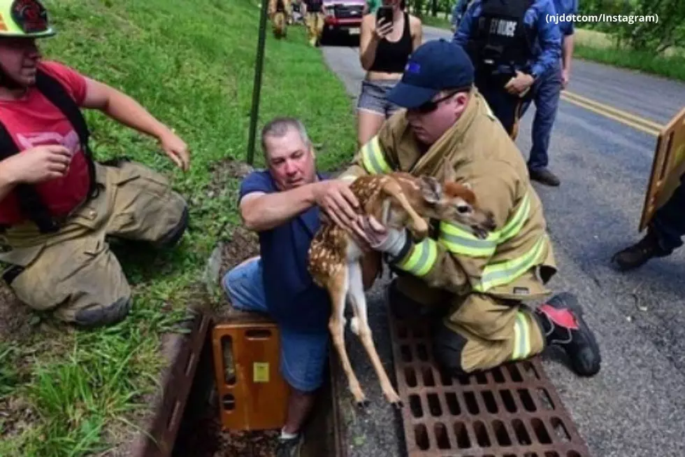 Authorities Rescue Fawn Trapped in Sewer in New Jersey