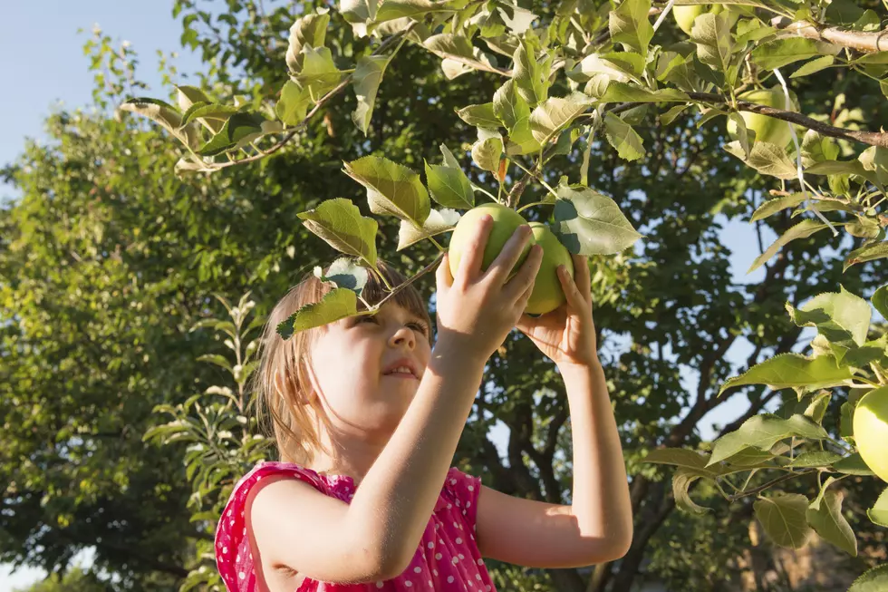 5 Perfect Apple Picking Farms in South Jersey for a Sweet Fall