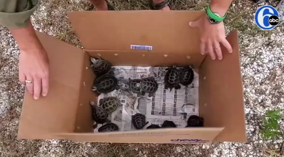 Stockton Students Helping to Save Baby Turtles [VIDEO]