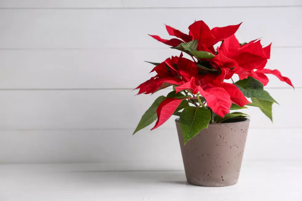 Poinsettia and Wreath Sale in Sea Isle to Benefit a Good Cause