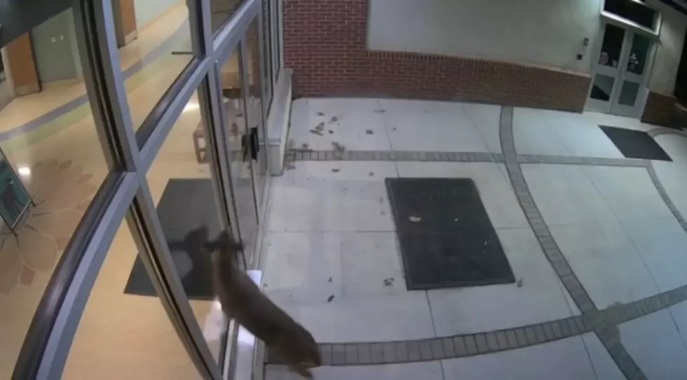 Deer Tries to Push Its Way Into South Jersey Elementary School [VIDEO]