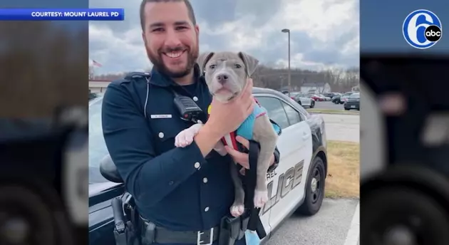 Mt. Laurel Cop Rescues, Then Adopts Pitbull Puppy