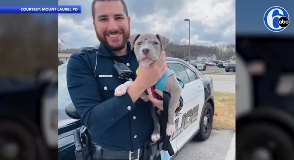 Mt. Laurel Cop Rescues, Then Adopts Pitbull Puppy