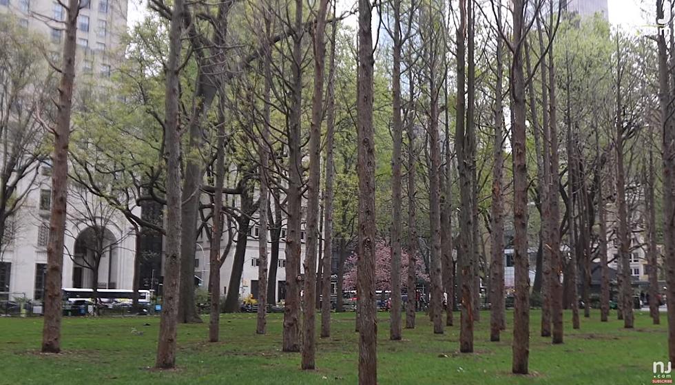 Endangered Pine Barrens Trees Set Up as Exhibit in New York City