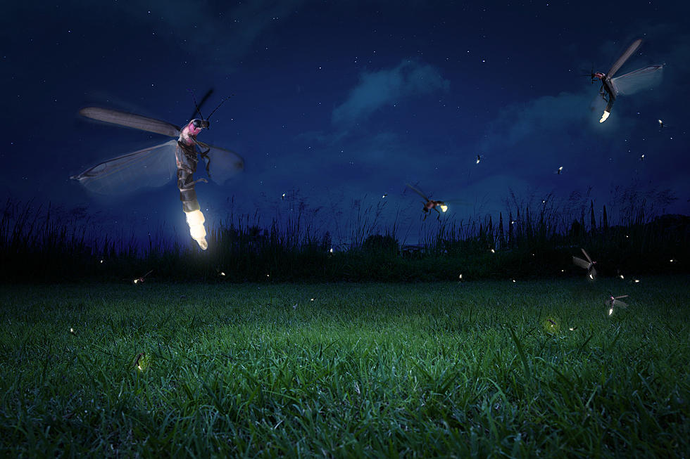 Lightning Bugs or Fireflies? South Jersey Has Decided