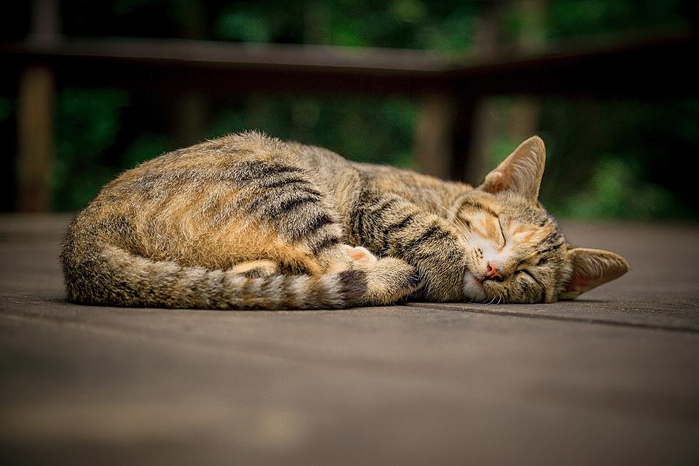 7 Ways to Keep Your Cats Cool When It’s Hot Outside