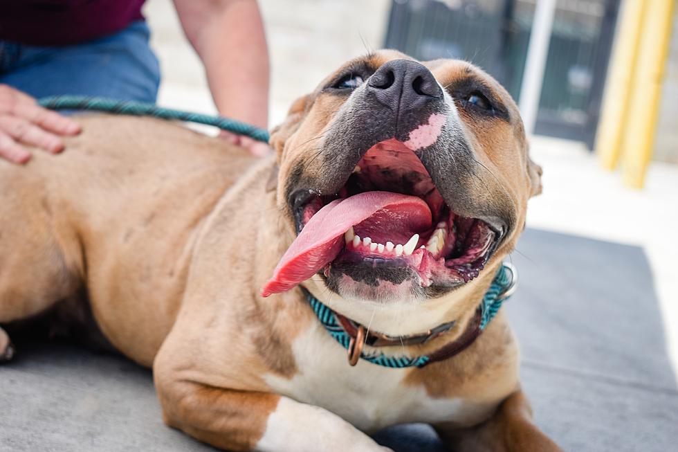 Animal Shelter in Camden County Makes Urgent Plea for Foster Dog Families