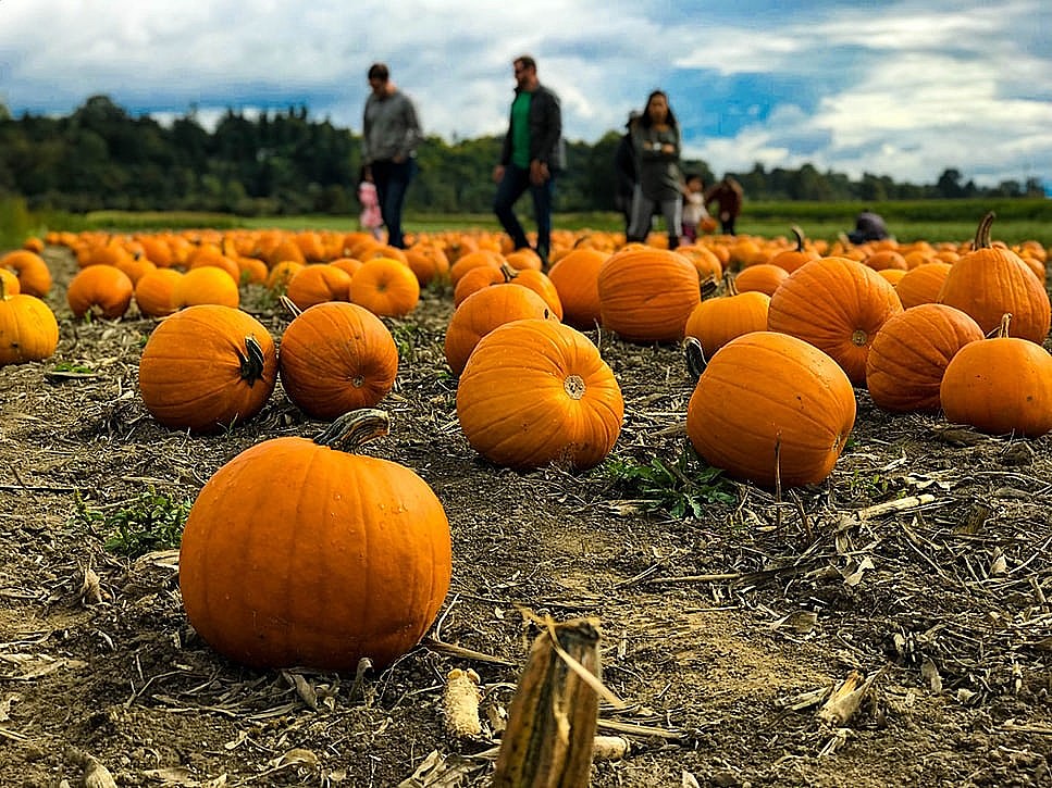 9 Perfect Pumpkin Picking Patches in New Jersey photo photo