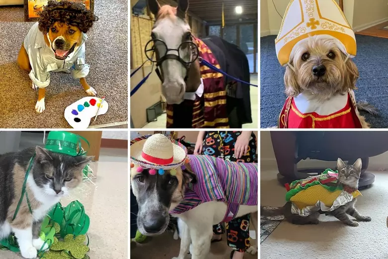 47 Super Adorable New Jersey Pets in Halloween Costumes