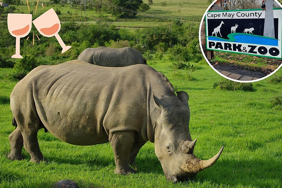 Winos for Rhinos! Yep, This is a Real Event with Cape May County Zookeepers in NJ