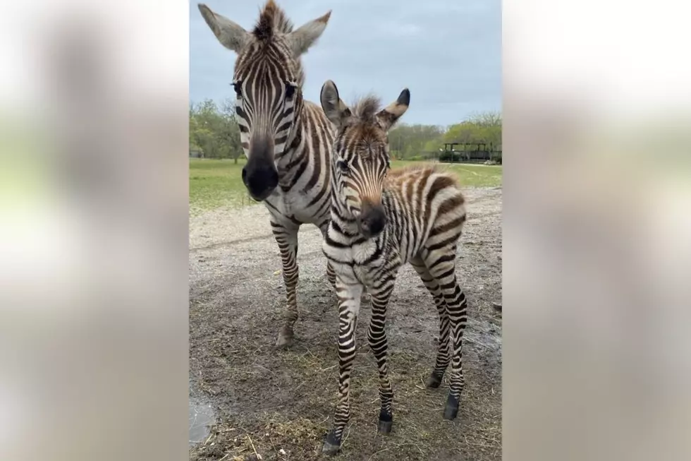 Whoa, Baby! 2 Adorable Zebra Foals Have Been Born at Cape May County Zoo in NJ