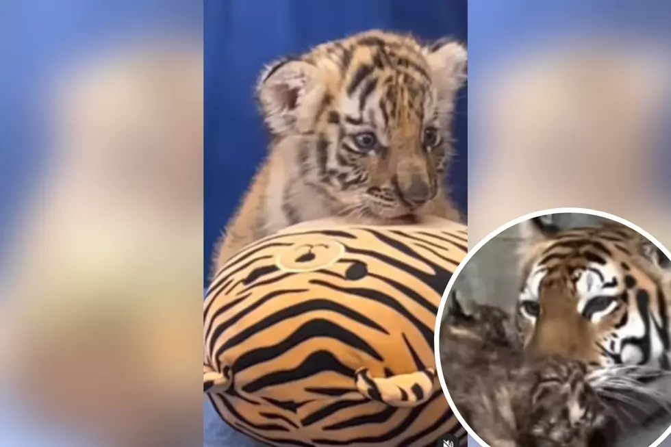 Dare You Not to Swoon Over Baby Siberian Tigers at Six Flags in Jackson, NJ [VIDEO]
