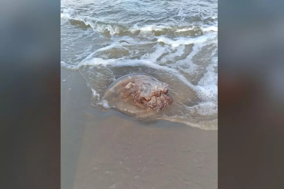Get a load of this incredible jellyfish spotted on a beach in NJ