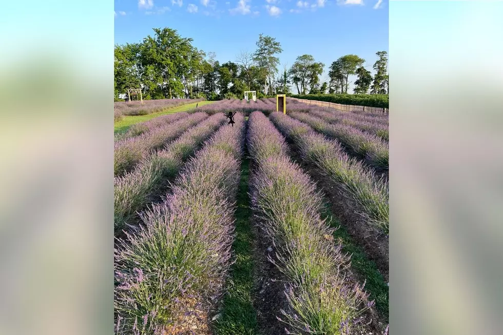 Relax! Take a Summer Drive to This Lovely Monmouth County, NJ Lavender Field
