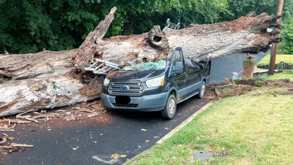 Monstrous Tree Demolishes Van in Gloucester Township NJ