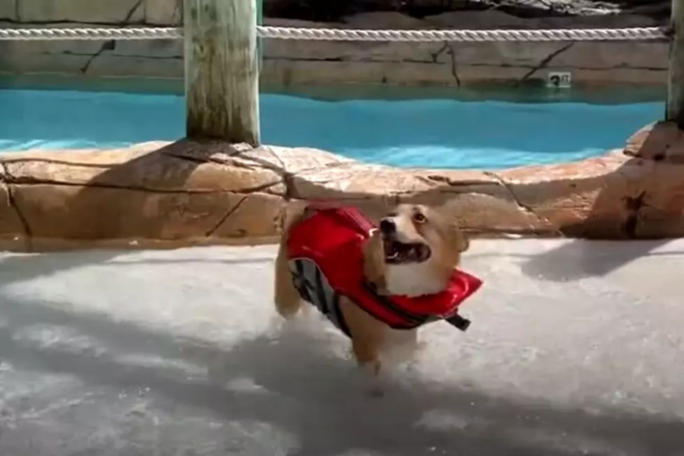 Wildwood, NJ Waterpark Totally Went to the Dogs During ‘Puppapalooza’!