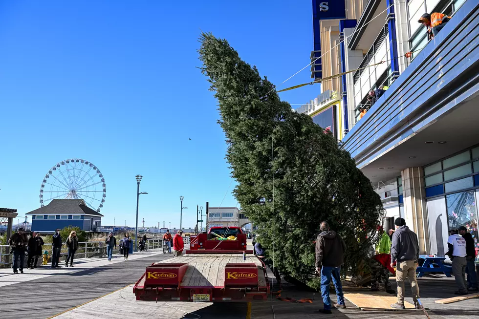 Atlantic City, NJ Boardwalk Erects its First-Ever Christmas Tree!
