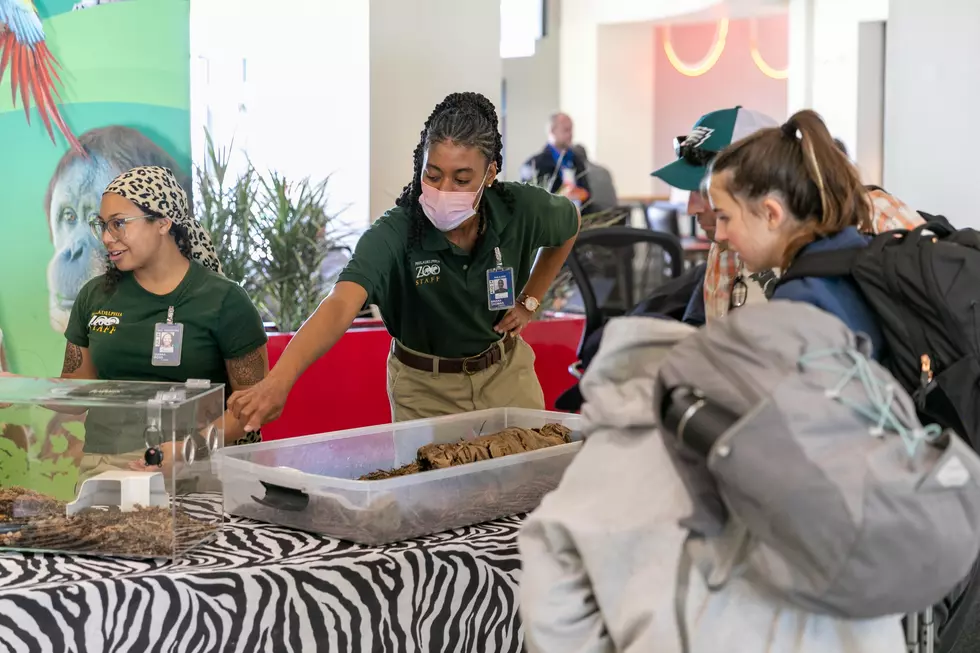 Philadelphia Zoo Animals Will Make Boredom at Philly International Airport More Bearable