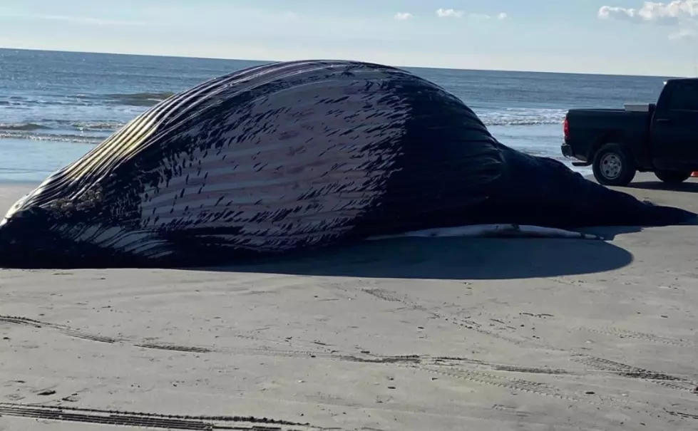 Another Dead Whale Washes Ashore in Atlantic City, NJ