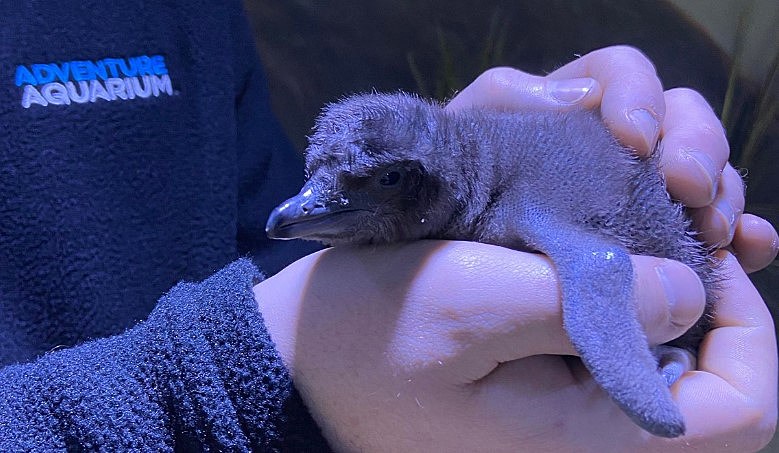 BIRD BABIES: The youngest Philadelphia - 6abc Action News